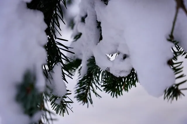 Free Snow Gran photo and picture