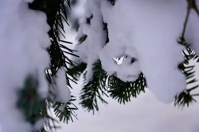 Free Snow Gran photo and picture