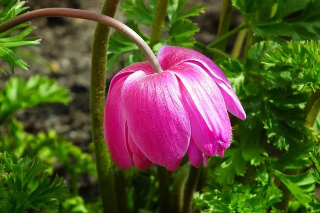 Free Anemone Flower photo and picture