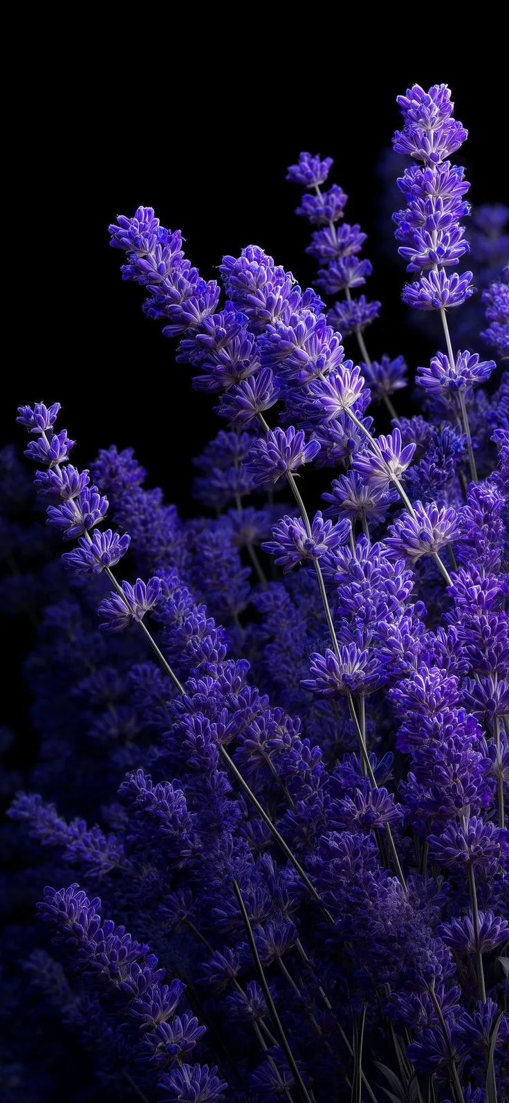 some purple flowers are growing in the dark