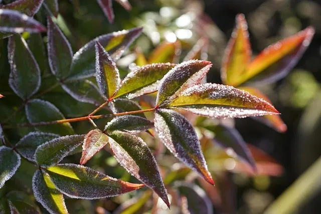 Free Leaves Frozen Leaves photo and picture