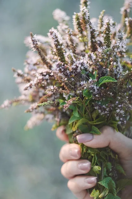 Free Mint Bouquet photo and picture