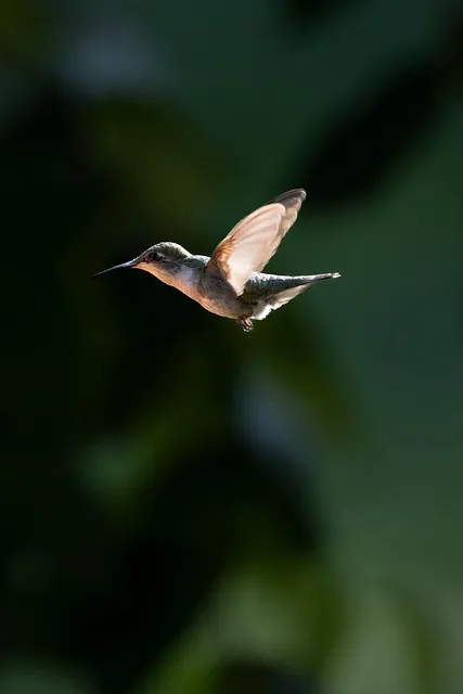 Free Hummingbird Bird photo and picture
