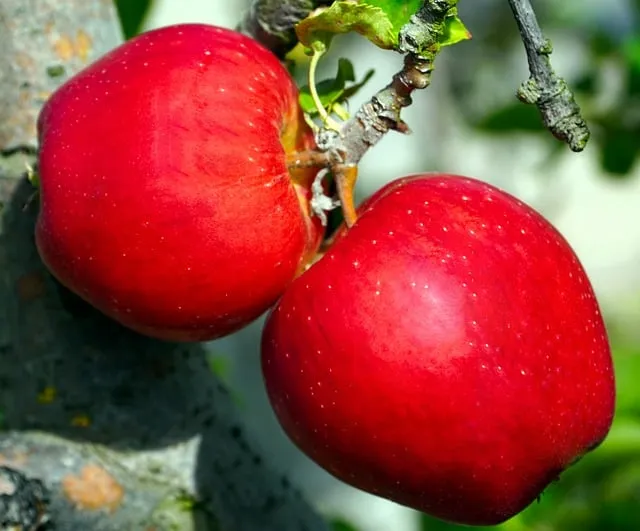 Free Apples Fruit photo and picture