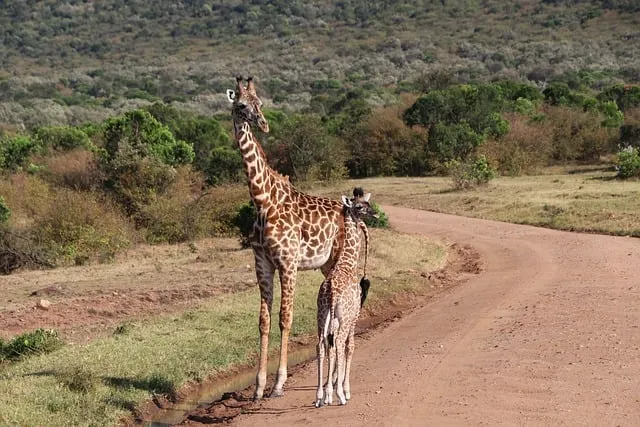 Free Giraffee Kenya photo and picture