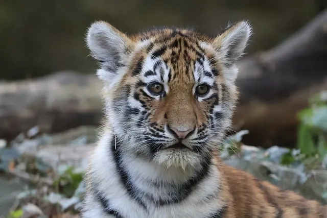 Free Tiger Cub photo and picture