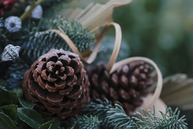 Free Pinecone Advent photo and picture