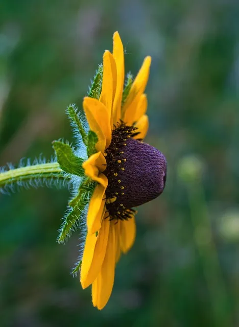 Free Flower Mobile Wallpaper photo and picture