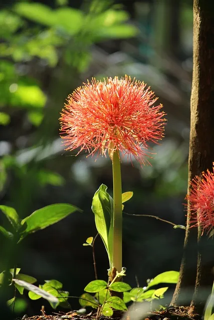 Free Kerala India photo and picture