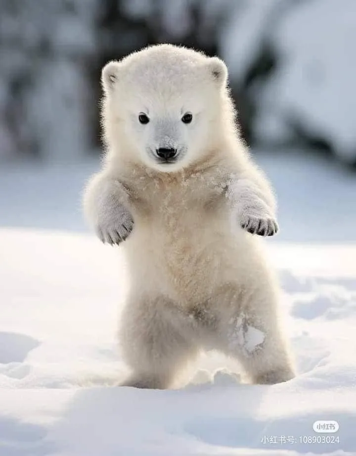 a baby polar bear standing on its hind legs in the snow with it's paws up