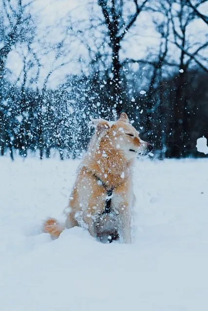 Free Dog Pet photo and picture