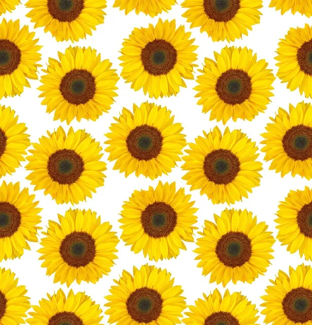 Free Sun Flower Summer photo and picture
