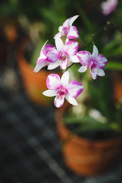 Free Natural Pure photo and picture