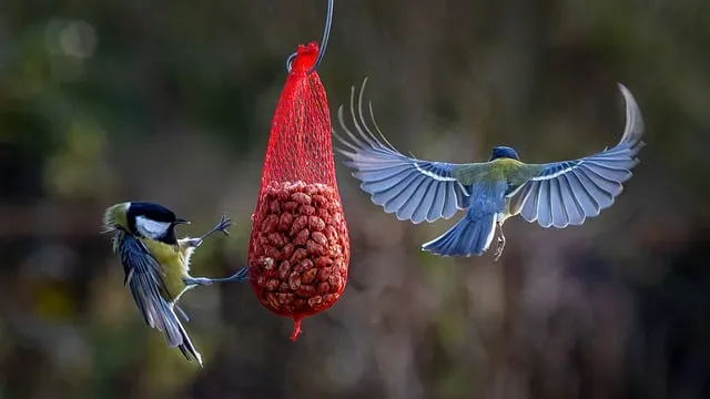 Free Titmice Peanuts photo and picture
