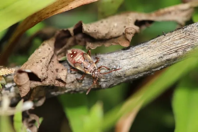 Free Bug Insect photo and picture