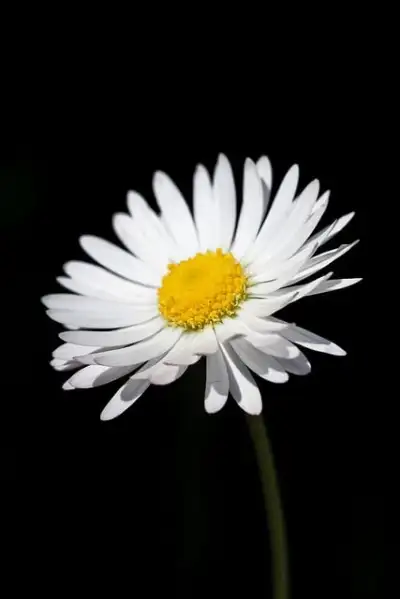 Free Daisy Blossom photo and picture