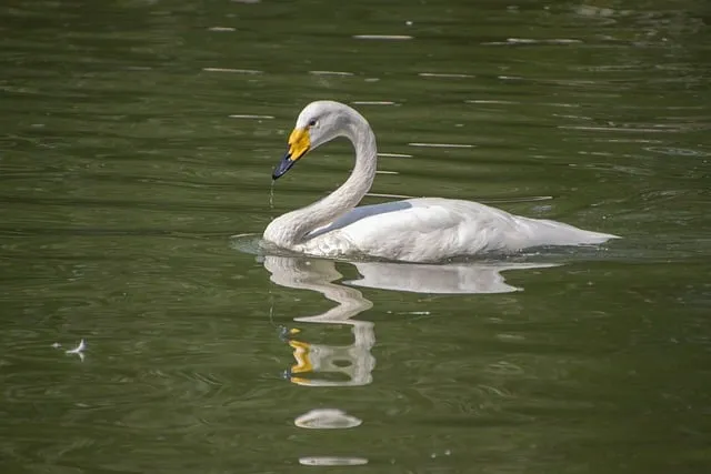 Free White Swan Bird photo and picture
