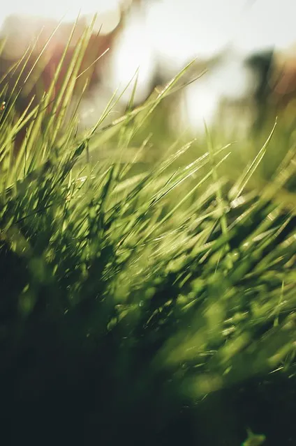 Free Grass Green photo and picture