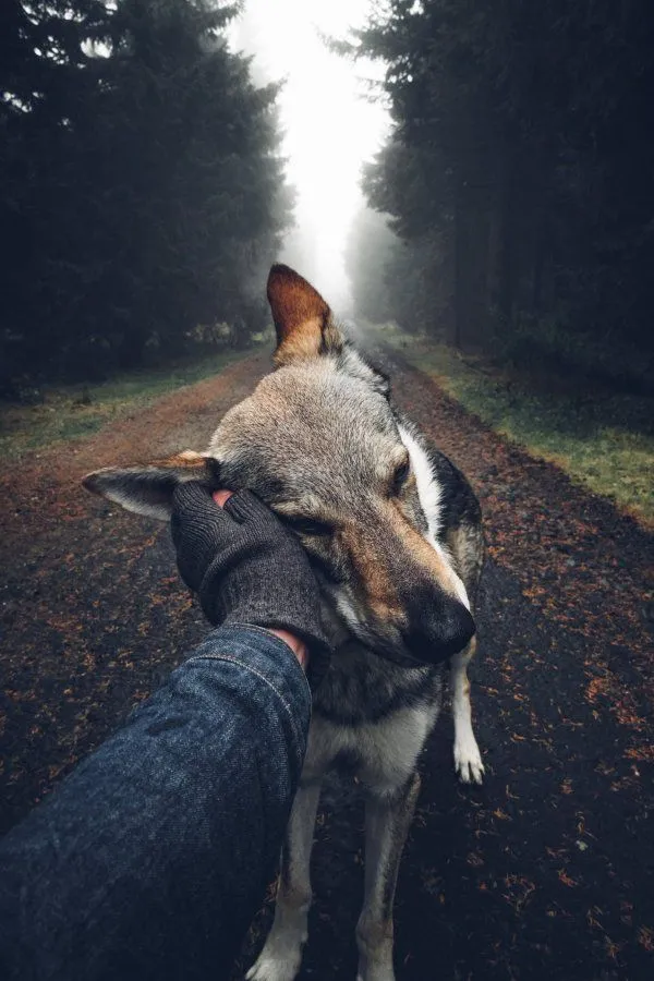 a dog is being held by someone's hand in the middle of a dirt road