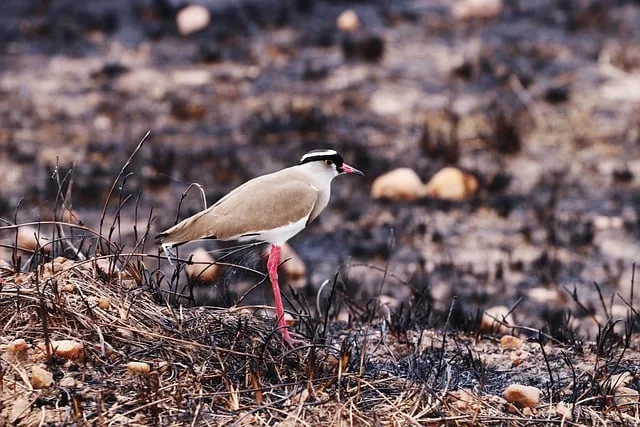 Free Lapwing Bird photo and picture