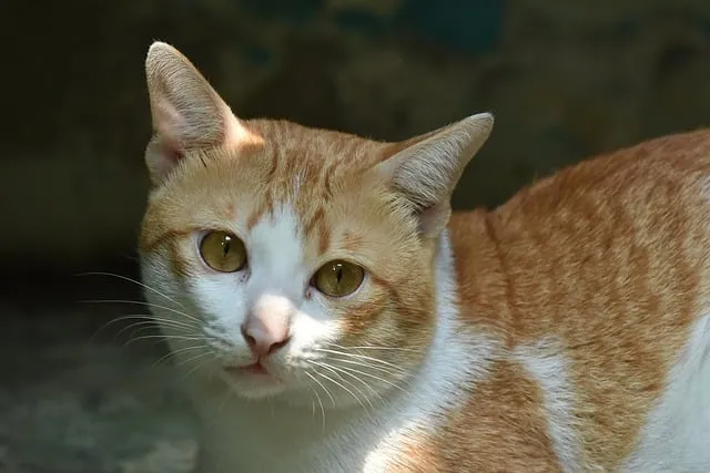 Free Animal Cat photo and picture