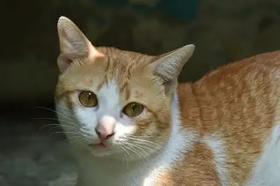 Free Animal Cat photo and picture