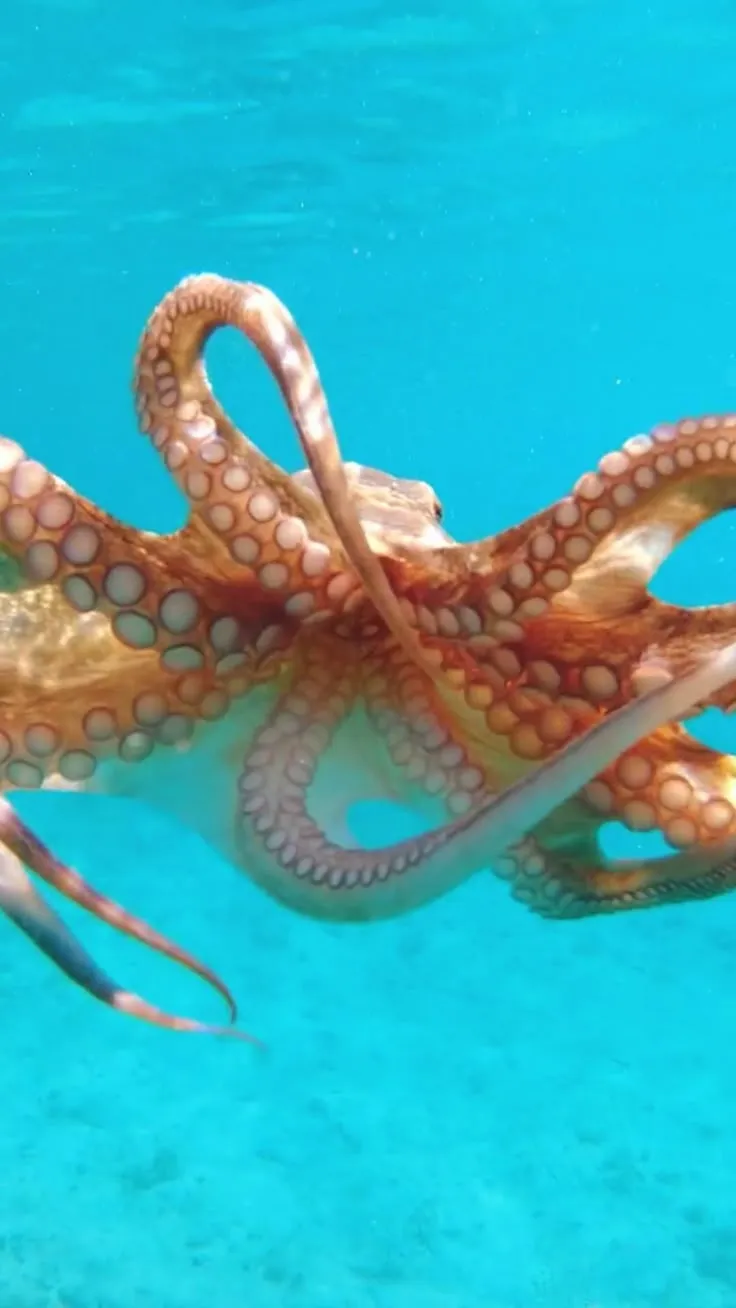 25+ Awesome Ocean Virtual Field Trips &amp; Teacher Resources | Aquarium Virtual Field Trip for Kids