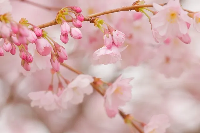 Free Cherry Blossoms Pink Flowers photo and picture