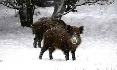 Free Wild Boar Winter photo and picture
