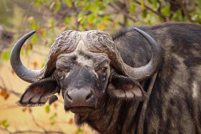 Free Buffalo Wildlife photo and picture