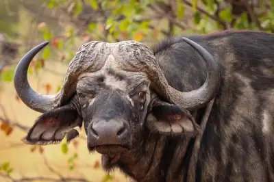 Free Buffalo Wildlife photo and picture