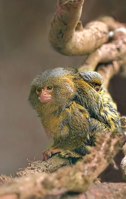 Free Monkey Marmoset photo and picture