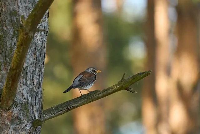 Free Bird Nature photo and picture