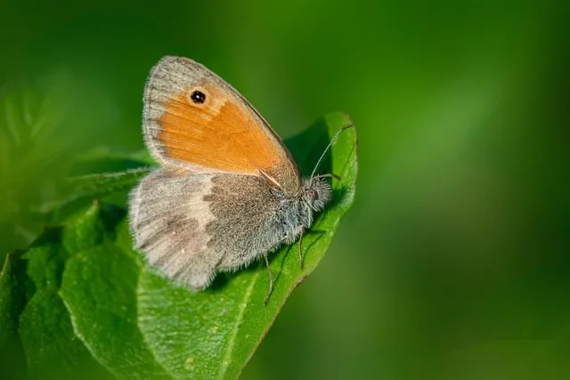 Free Nature Animal photo and picture