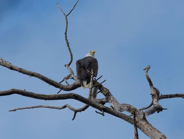 Free Eagle Wildlife photo and picture