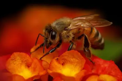 Free Bees Honeybees photo and picture