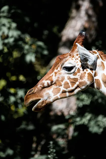 Free Giraffe Beautiful Wallpaper photo and picture