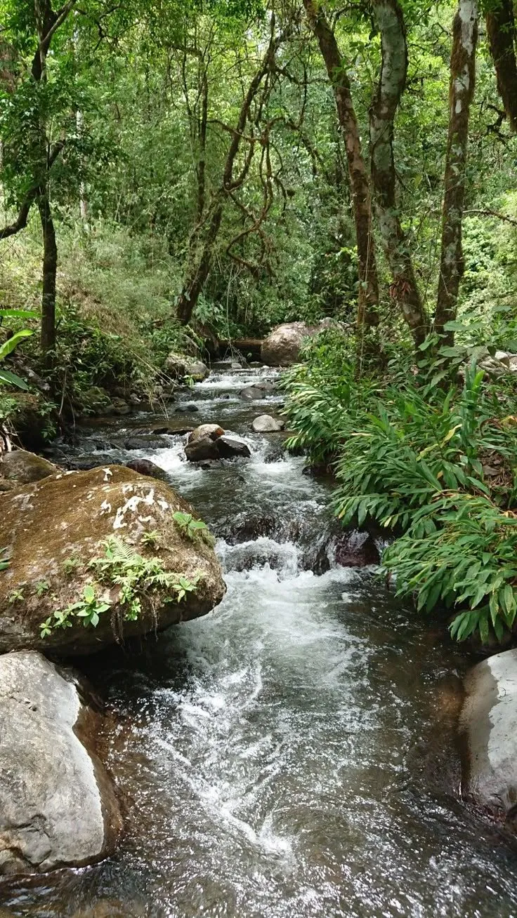 a stream running through a lush green forest