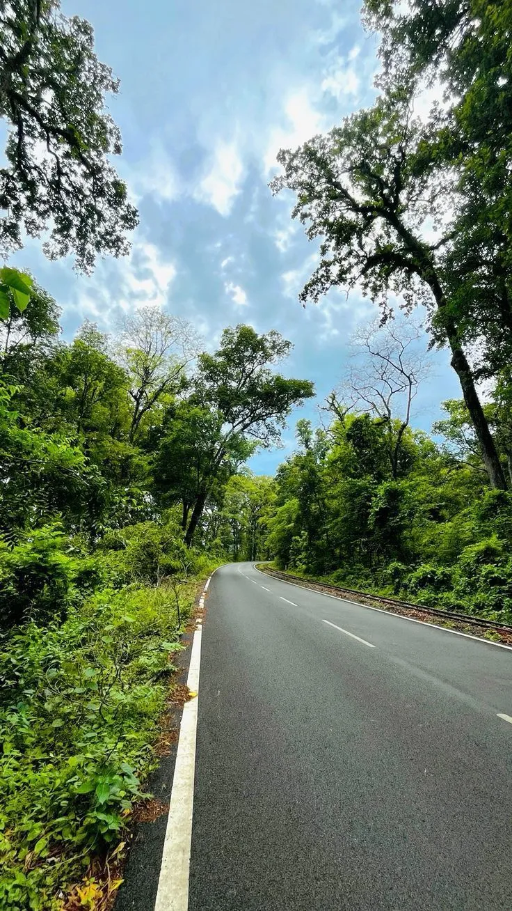 an empty road surrounded by lush green trees and bushes on either side is a blue sky with white clouds