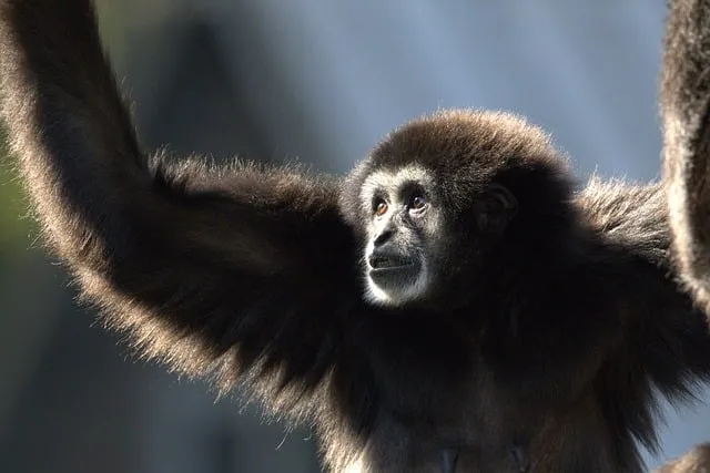 Free Gibbon Monkey photo and picture