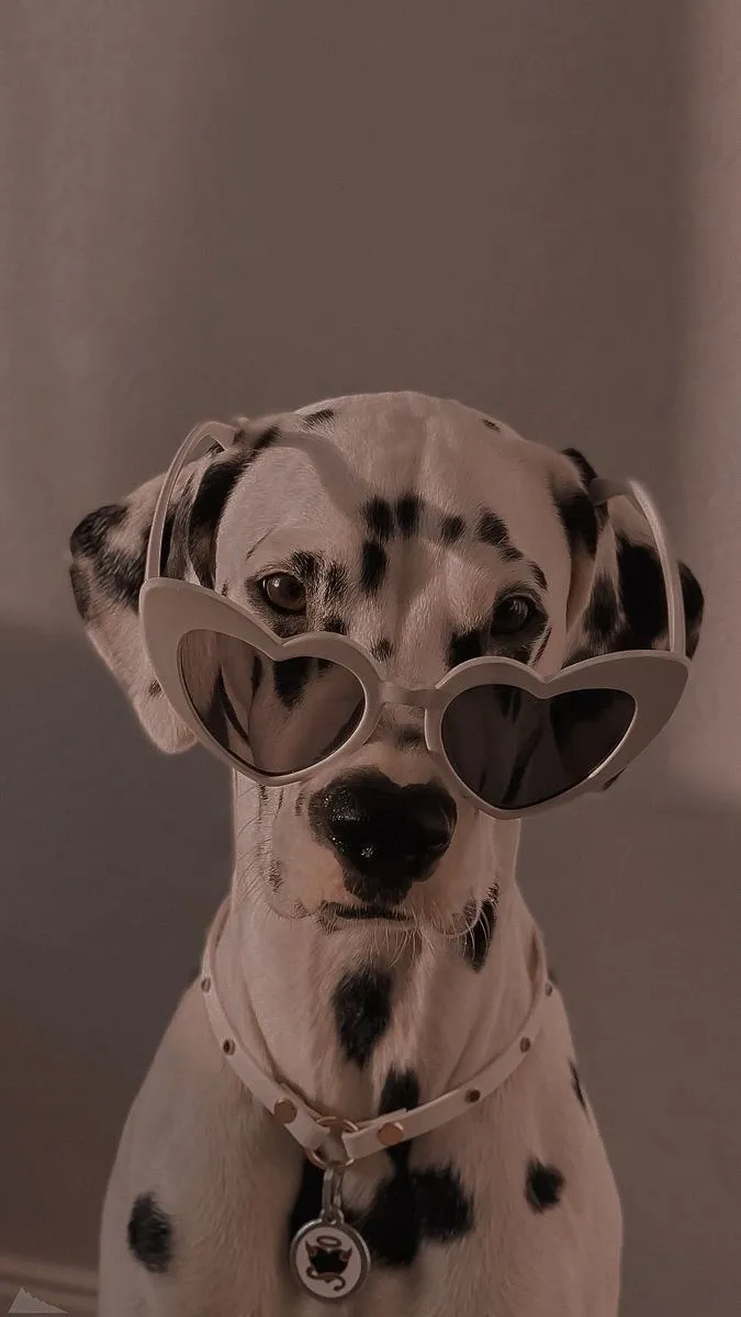 a dalmatian dog wearing heart shaped sunglasses