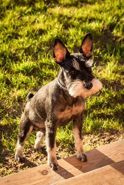 Free Dog Samsung Wallpaper photo and picture