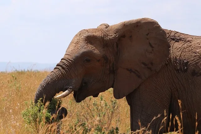 Free Africa Kenya photo and picture