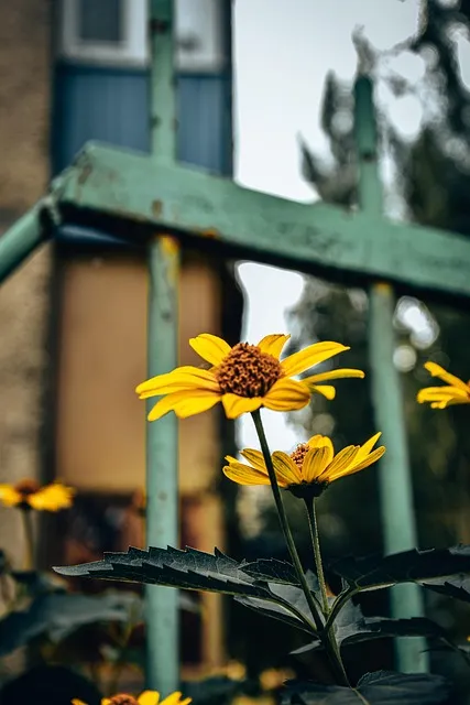 Free Yellow Coneflowers Yellow Flowers photo and picture