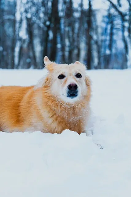 Free Dog Pet photo and picture