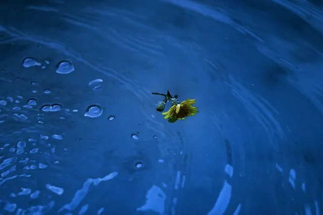 Free Flower Yellow photo and picture