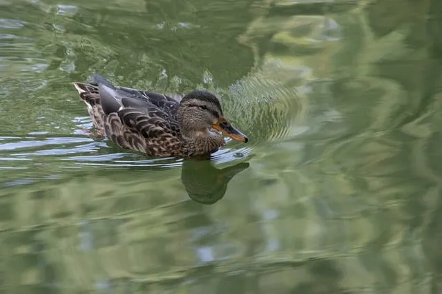 Free Mallard Bird photo and picture