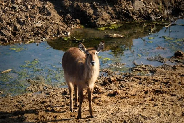 Free Waterbuck Antelope photo and picture