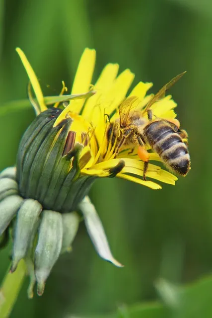 Free Bee Insect photo and picture