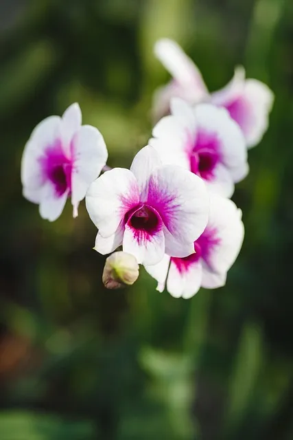 Free Natural Beautiful Flowers photo and picture